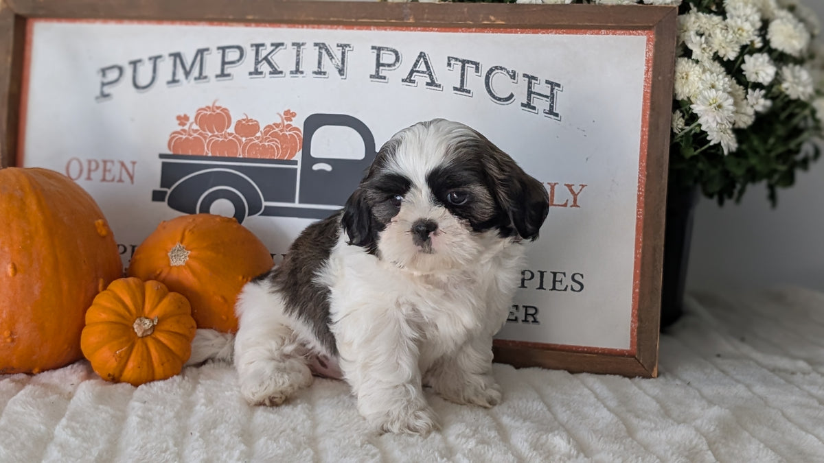 SHIH TZU (AUG 17) 2 FEMALES/3 MALES