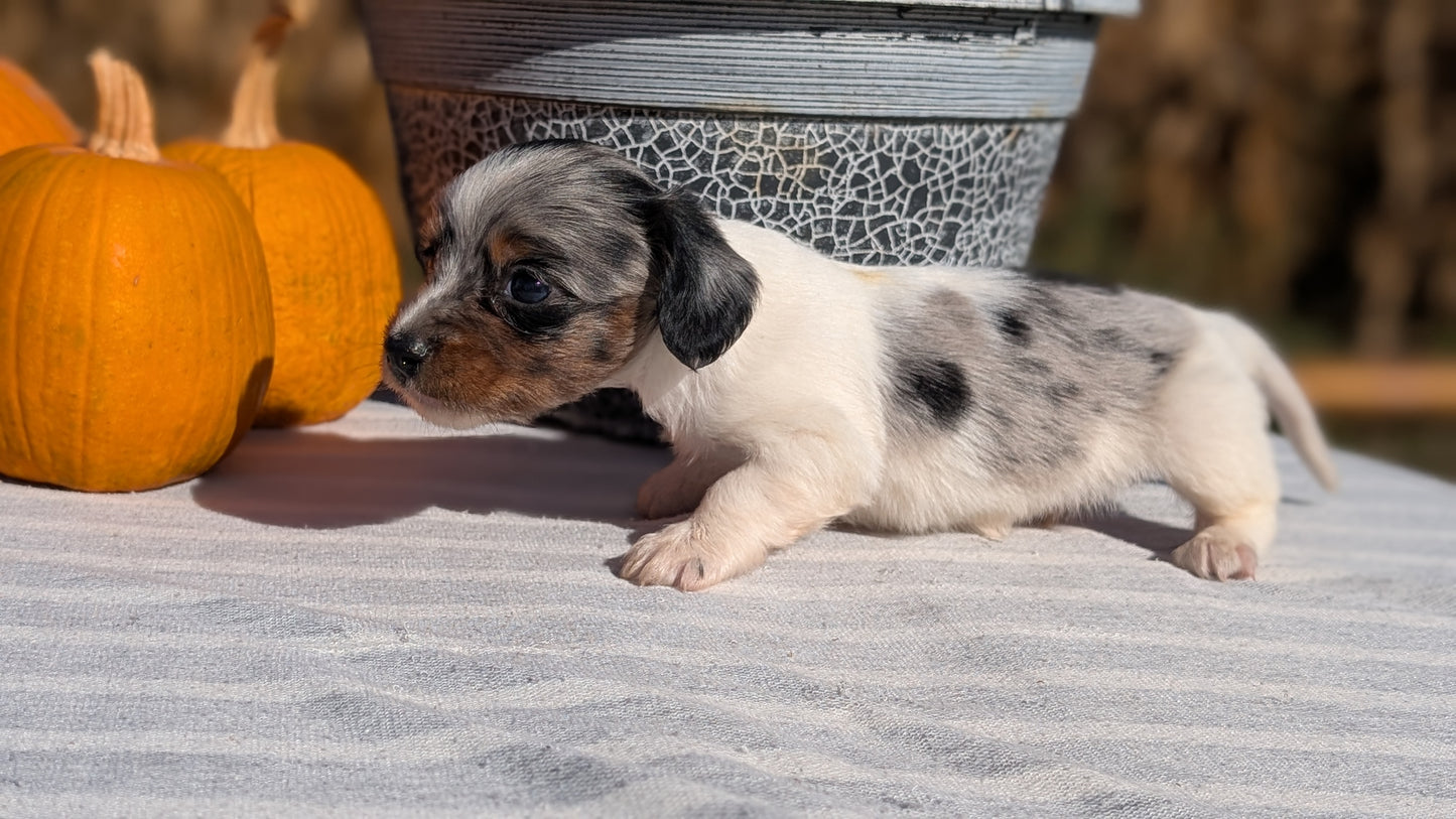 MINI DACHSHUND (09/01) MALE