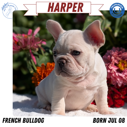 FRENCH BULLDOG (07/08) FEMALE