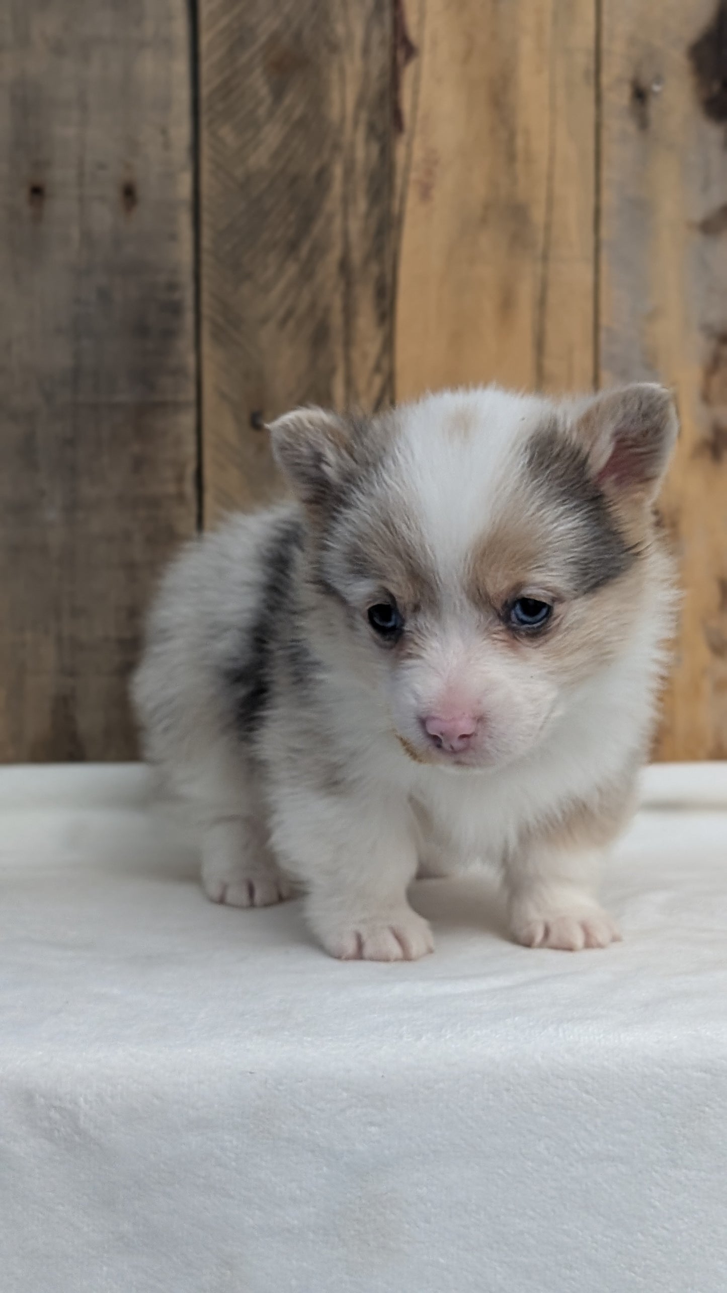 CORGI (JAN 09) MALES