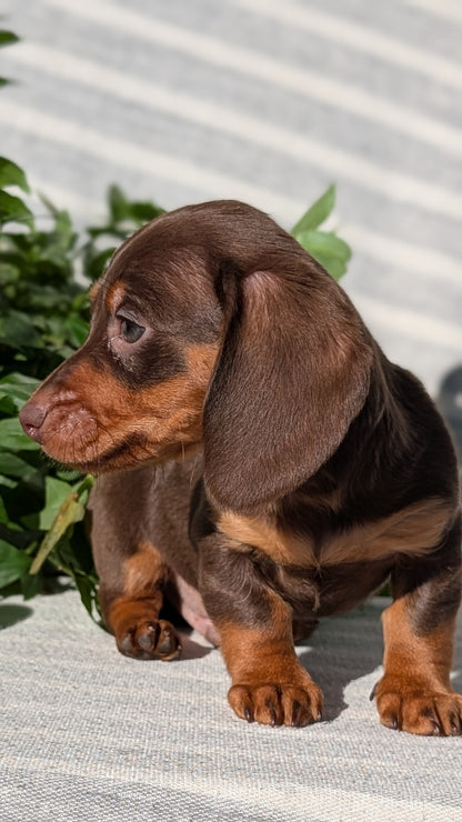 MINI DACHSHUND (09/22) MALE