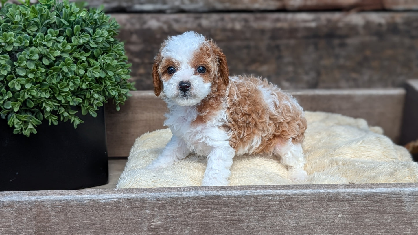 CAVAPOO (MAY 12) FEMALES