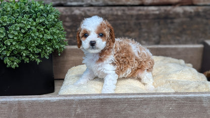 CAVAPOO (MAY 12) FEMALES