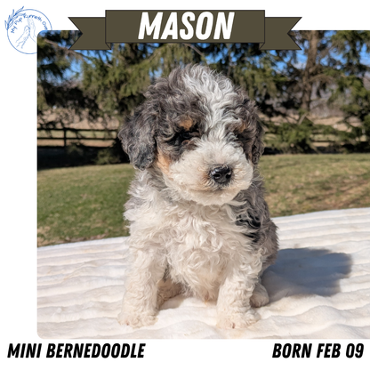 MINI BERNEDOODLE (02/09) MALE
