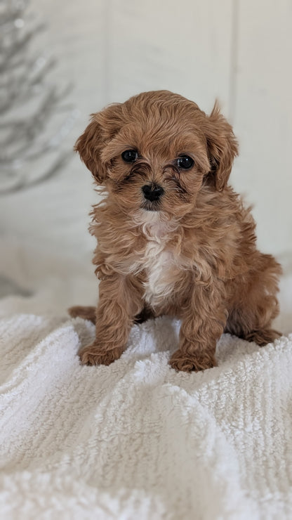 CAVAPOO (NOV 08) FEMALE