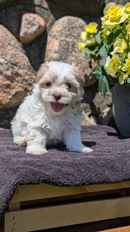 HAVANESE (MAY 14) FEMALES