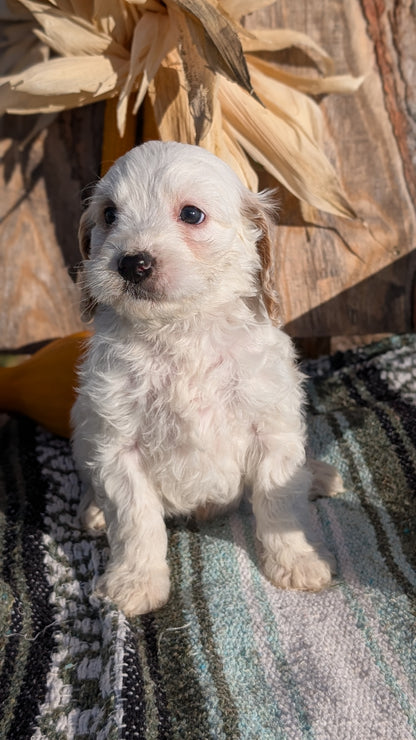 CAVAPOO (OCT 02) MALES