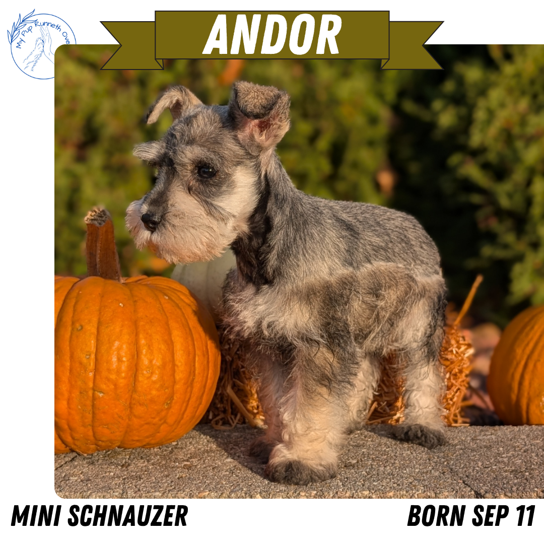 MINI SCHNAUZER (09/11) MALE