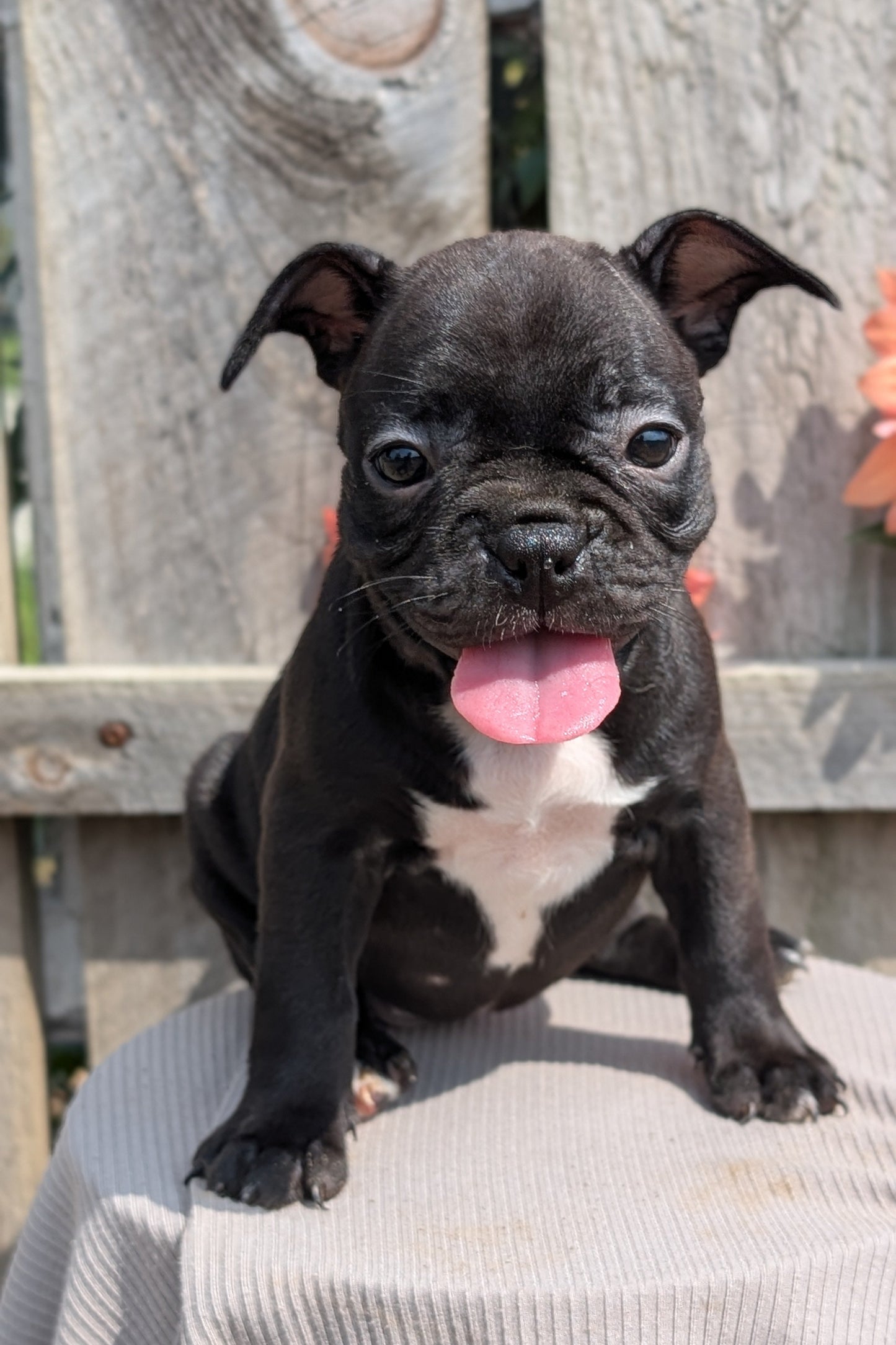 FRENCHTON (JUL 14) 2 MALES/1 FEMALE