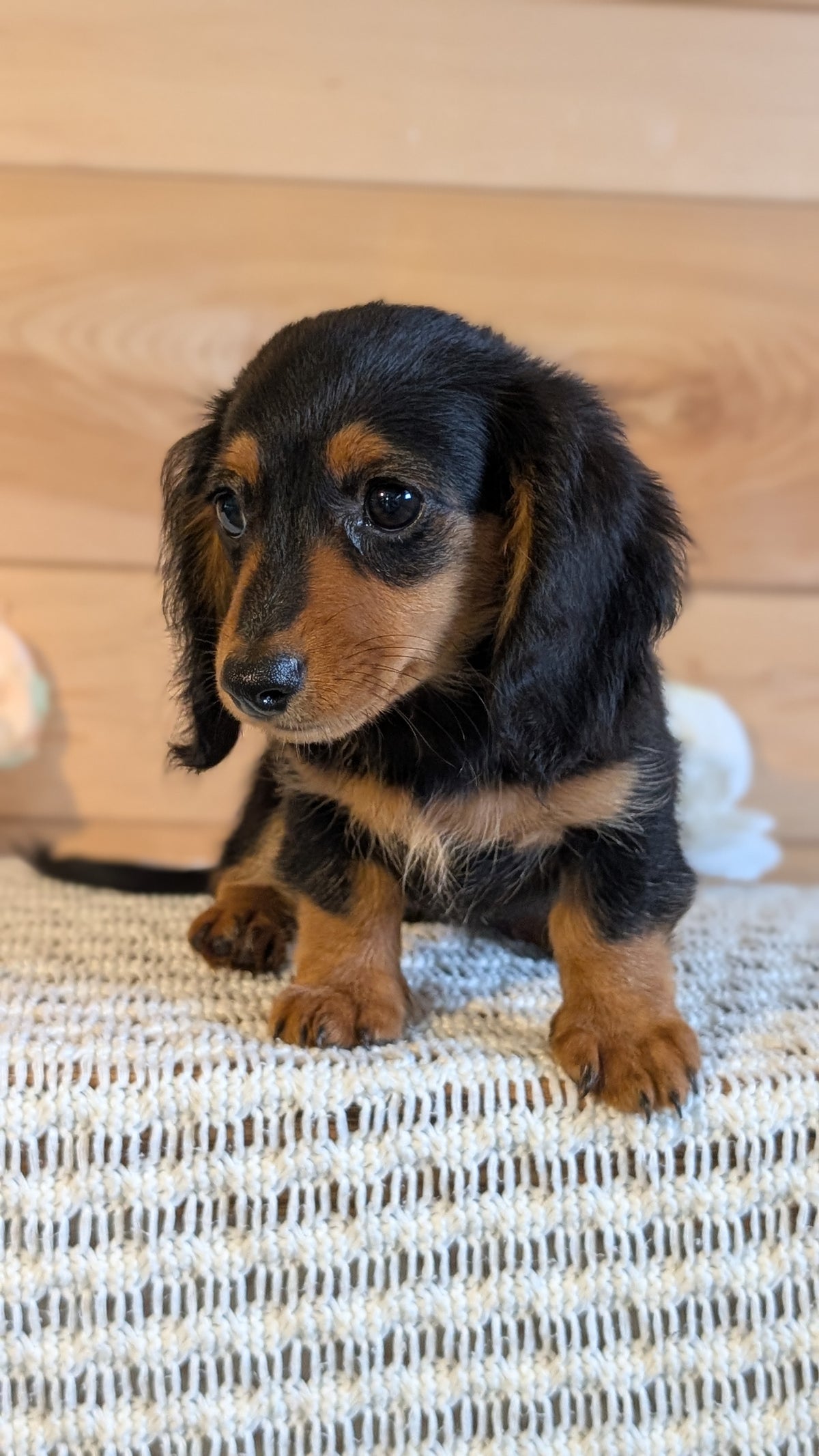 MINI DACHSHUNDS (JUL 05) 2 MALES/2 FEMALES