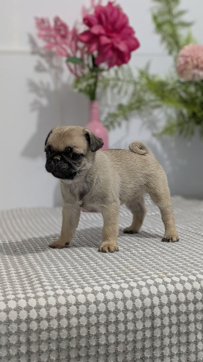 PUG (02/04) FEMALE