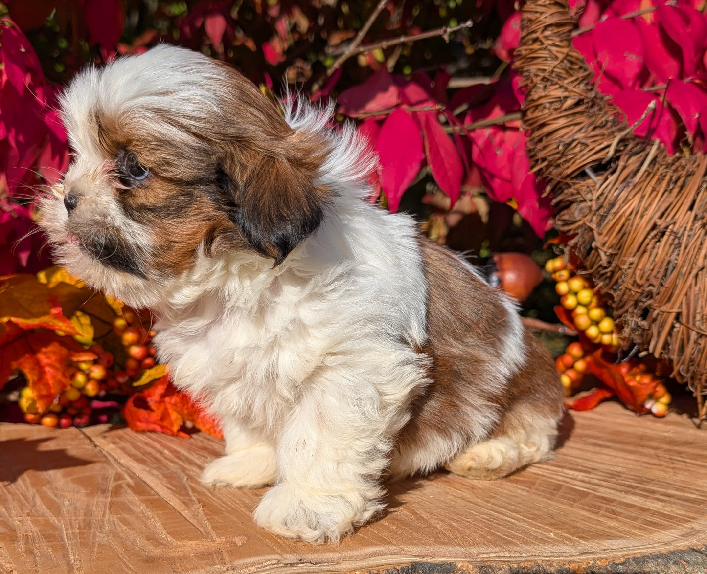 SHIH TZU (09/03) MALE