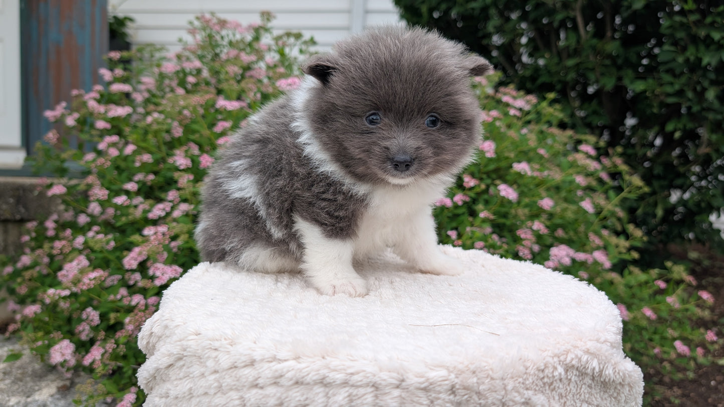 POMERANIAN (04/22) FEMALE