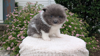 POMERANIAN (04/22) FEMALE