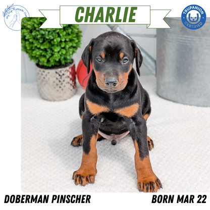 DOBERMAN PINSCHER (03/22) MALE