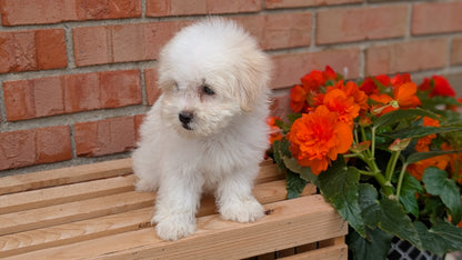 HAVANESE (MAY 14) MALES