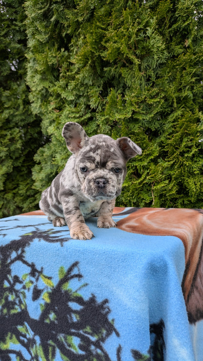 FRENCH BULLDOG (03/04) FEMALE
