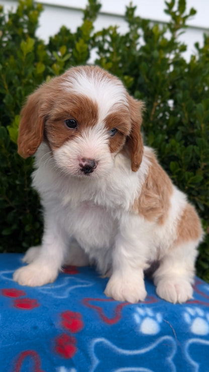 CAVAPOO (MAY 25) MALES