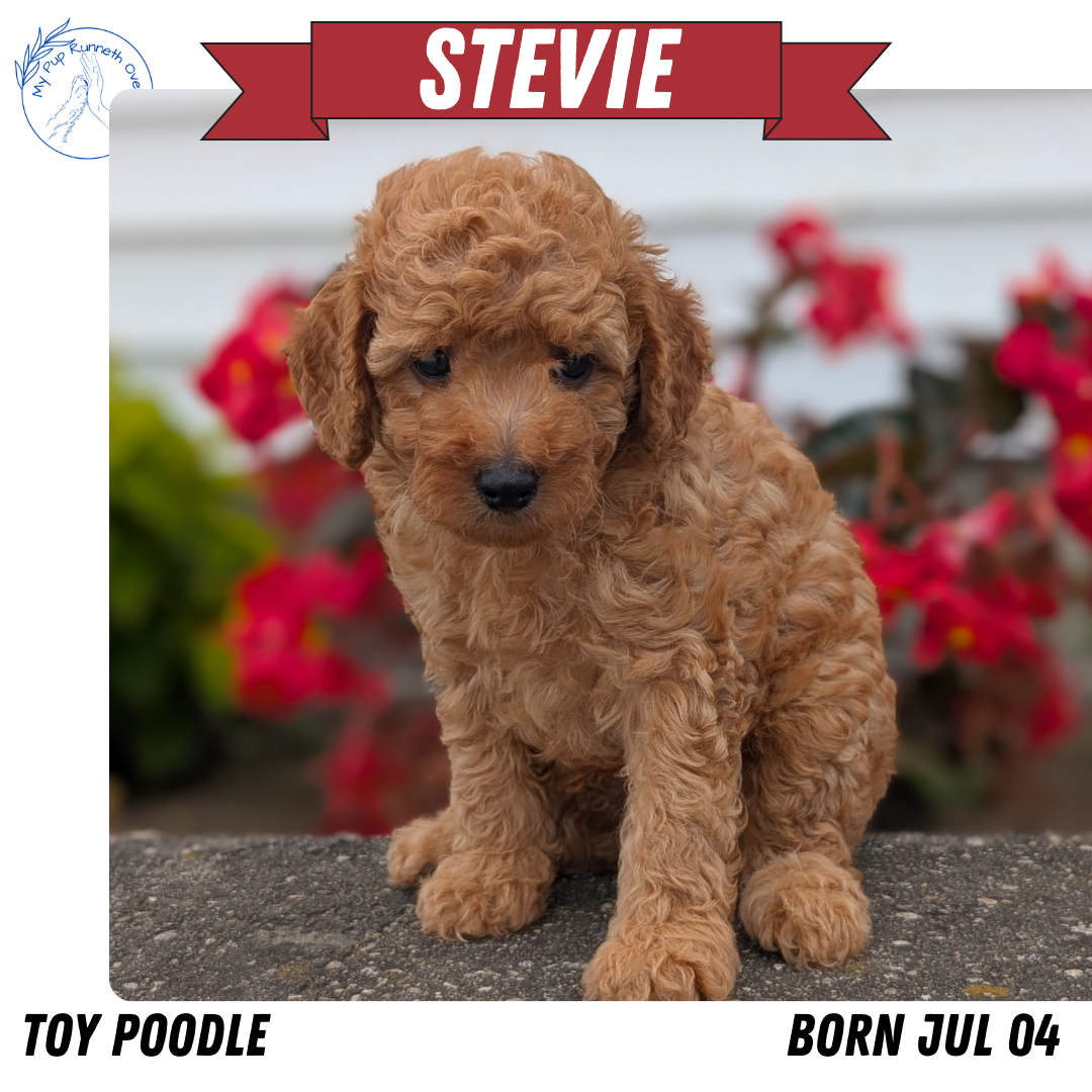 TOY POODLE (07/04) MALE