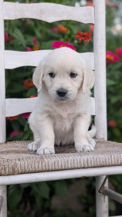 ENGLISH CREAM RETRIEVER (AUG 19) 3 MALES/4 FEMALES