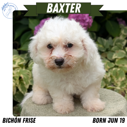 BICHON FRISE (06/19) MALE