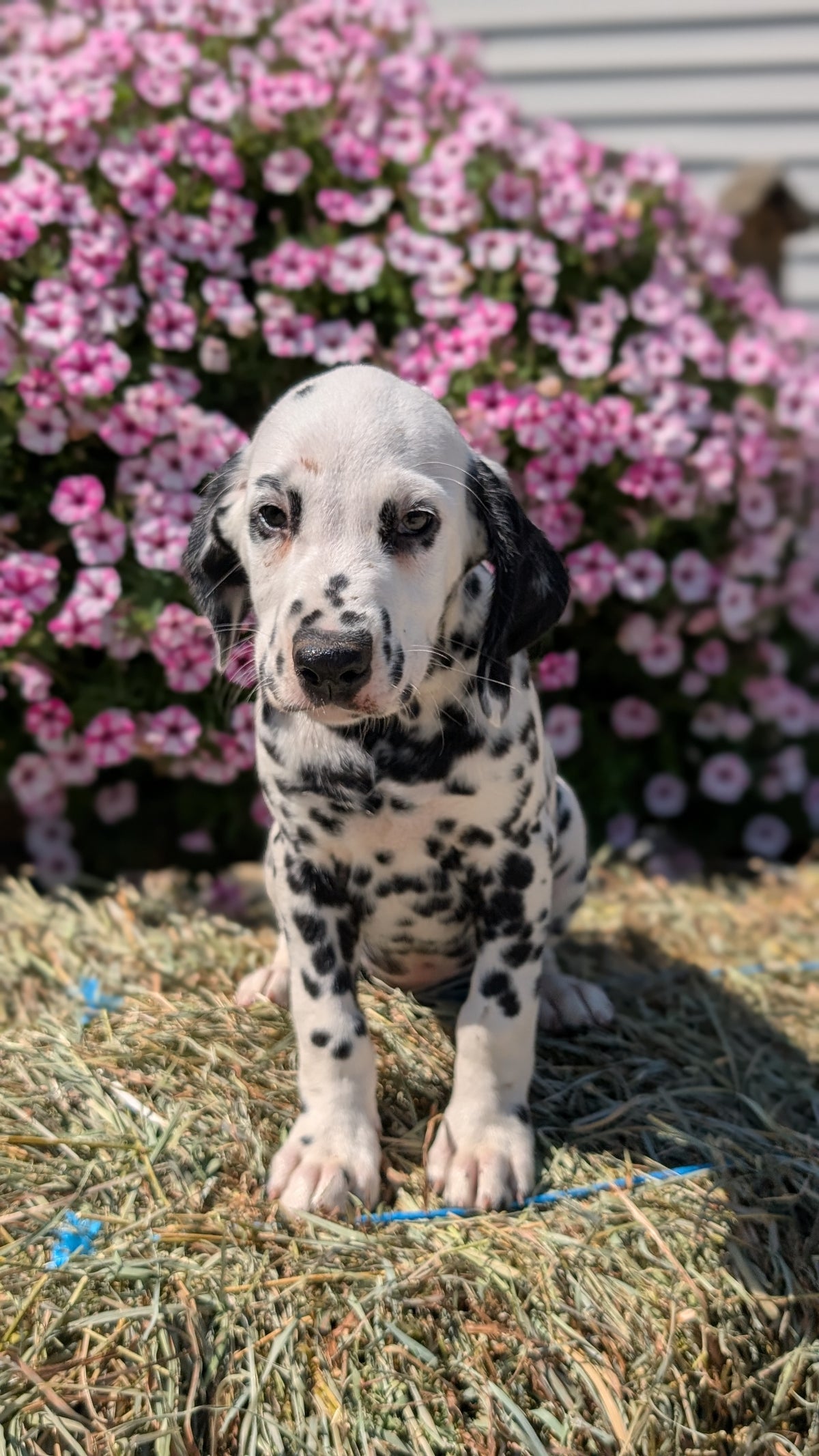 DALMATIAN (JUN 29) MALES