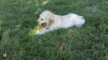 COCKER SPANIEL (06/15) MALE