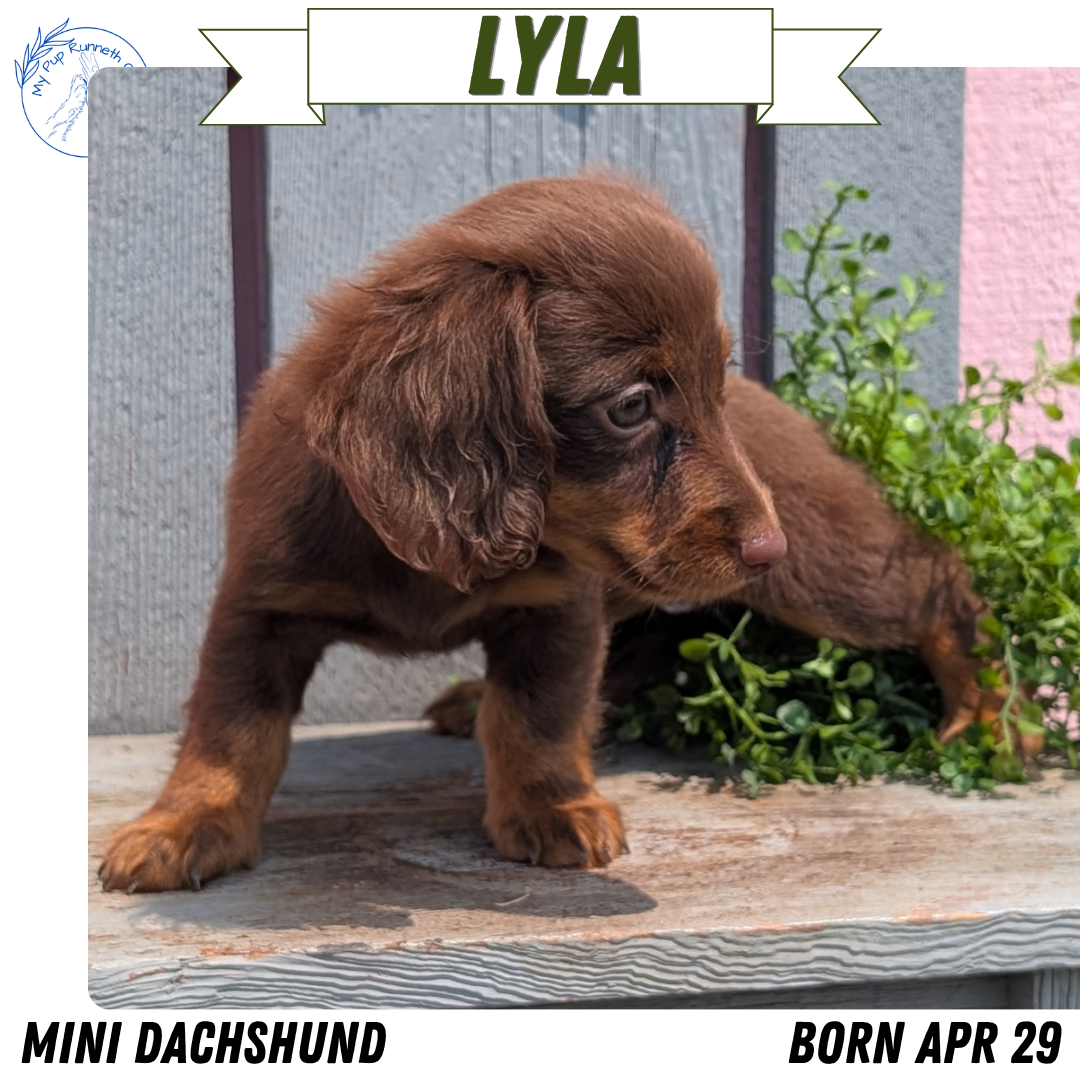 MINI DACHSHUND (APR 29) FEMALES