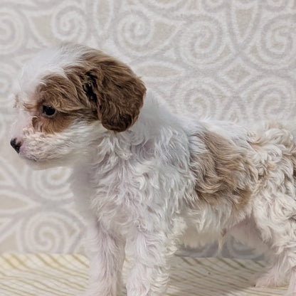 CAVAPOO (JAN 29) MALES