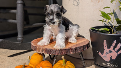MINI SCHNAUZER (AUG 24) 8 FEMALES