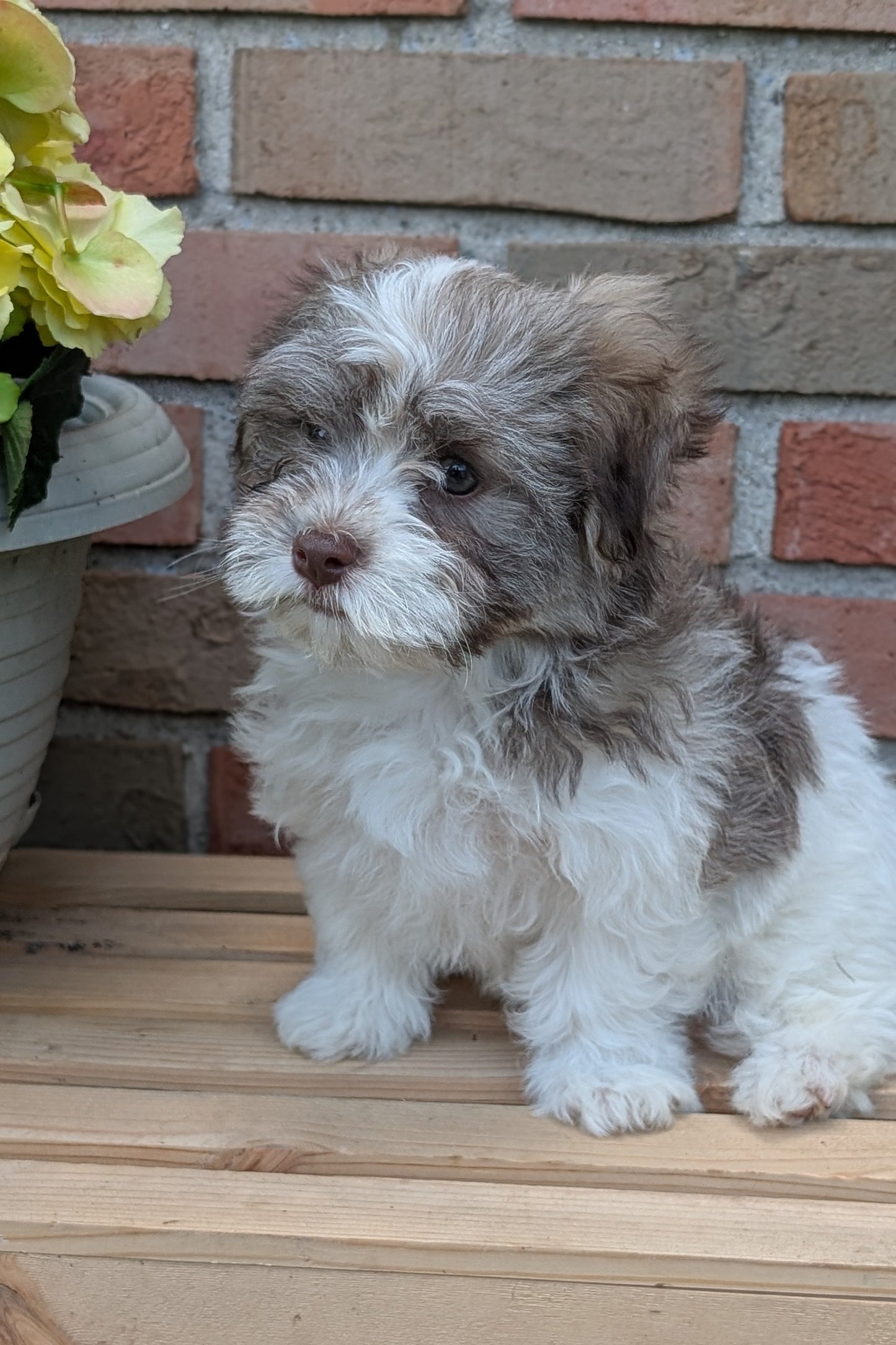 HAVANESE (APR 09) MALES