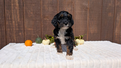 MINI BERNEDOODLE (08/06) FEMALE