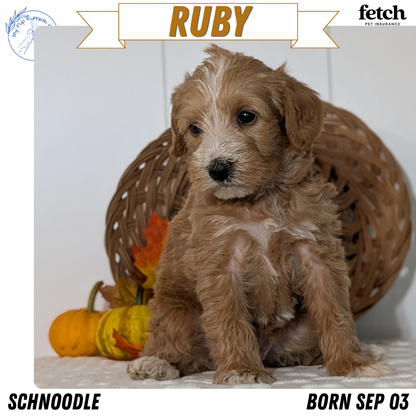 SCHNOODLE (SEP 03) 4 FEMALES/3 MALES