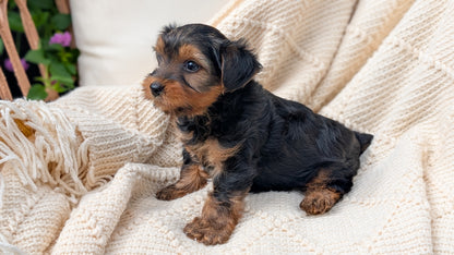 YORKSHIRE TERRIER (MAY 20) MALE