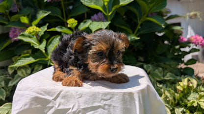 YORKSHIRE TERRIER (05/23) FEMALE