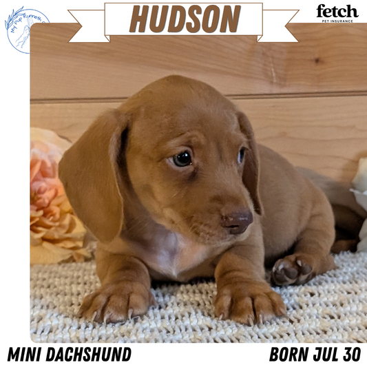 MINI DACHSHUND (JUL 30) 4 MALES/1 FEMALE