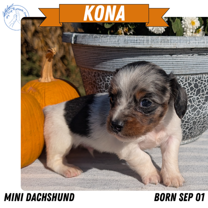 MINI DACHSHUND (09/01) MALE