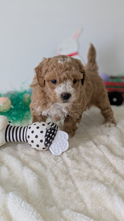 MINI GOLDENDOODLE (02/28) FEMALE