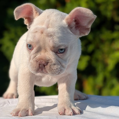 FRENCH BULLDOG (AUG 22) 3 MALES/1 FEMALE