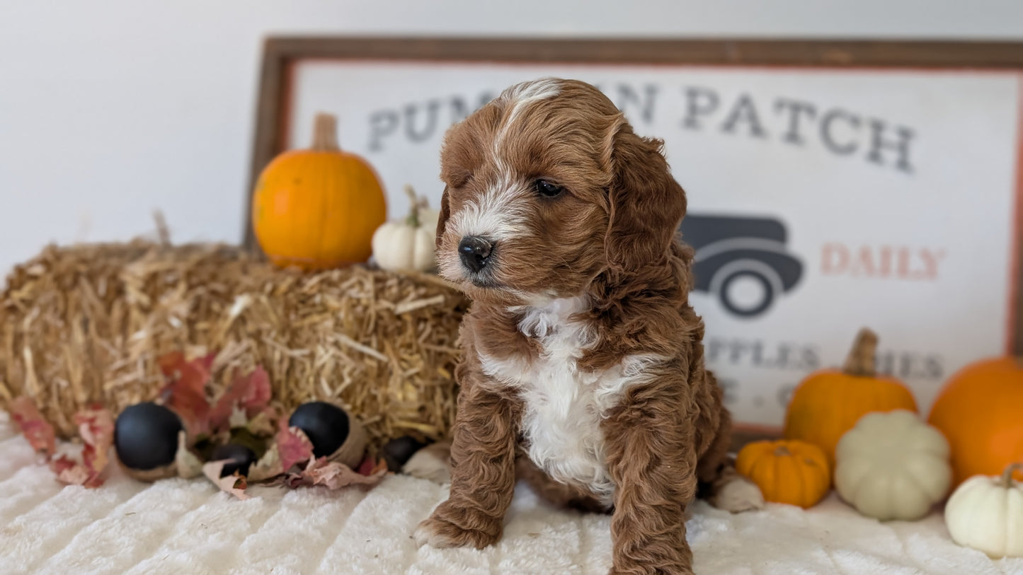 MINI GOLDENDOODLE (09/21) MALE