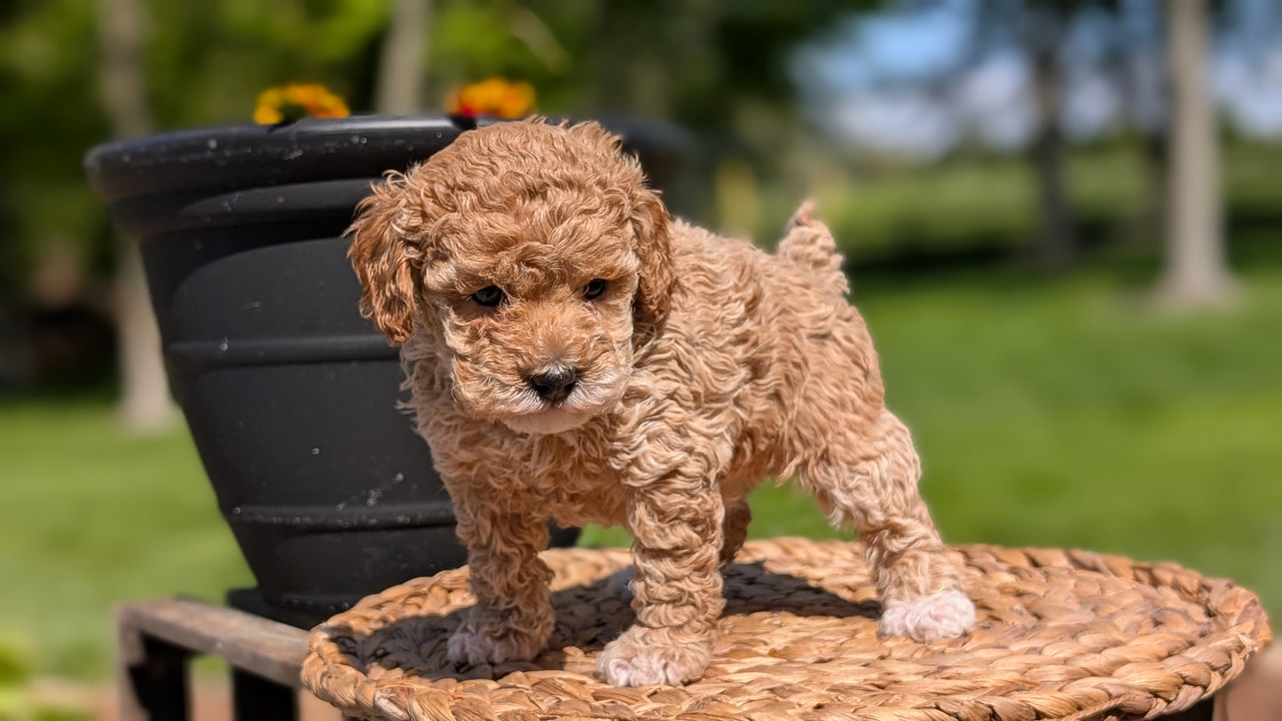 MINI POODLE (APR 03) FEMALES