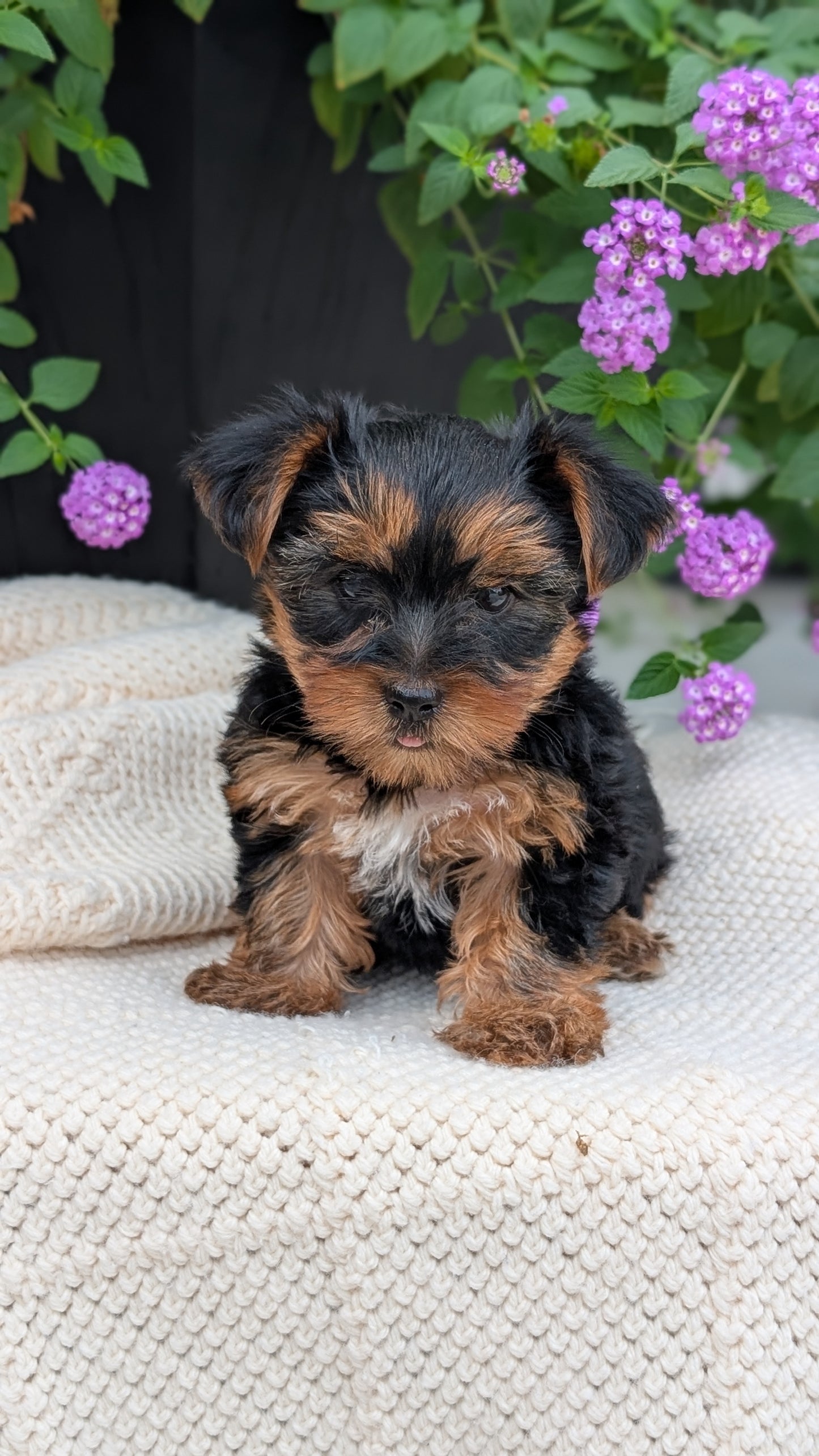 YORKSHIRE TERRIER (JUN 05) MALE