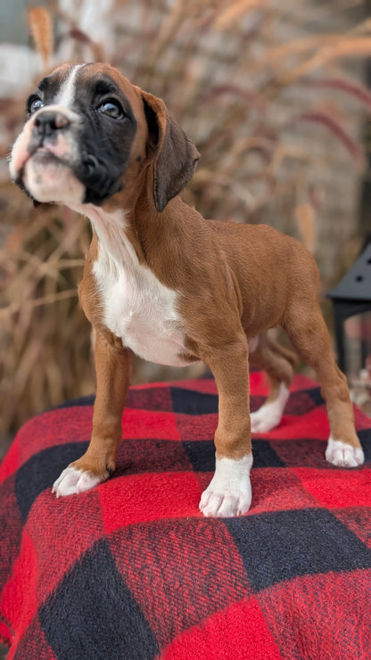 BOXER (08/20) FEMALE