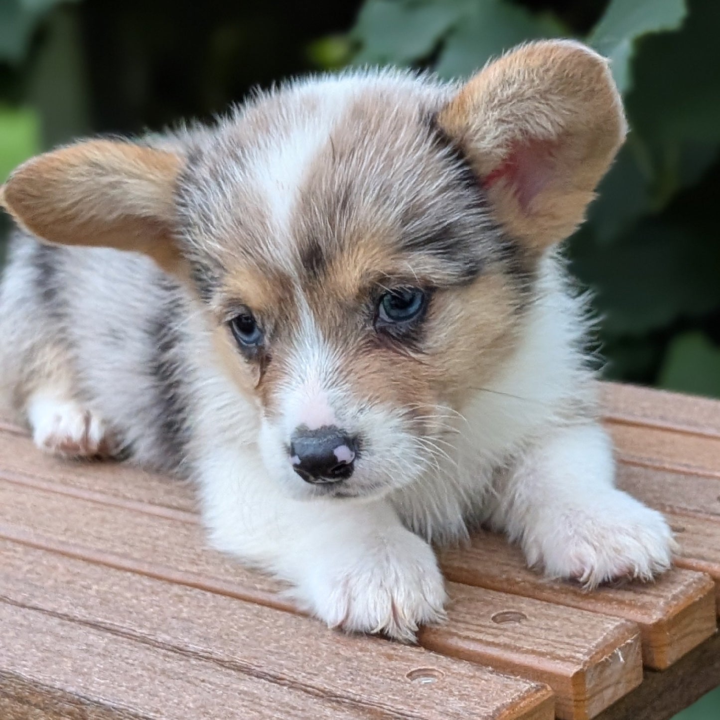 CORGI (JUN 22) MALES