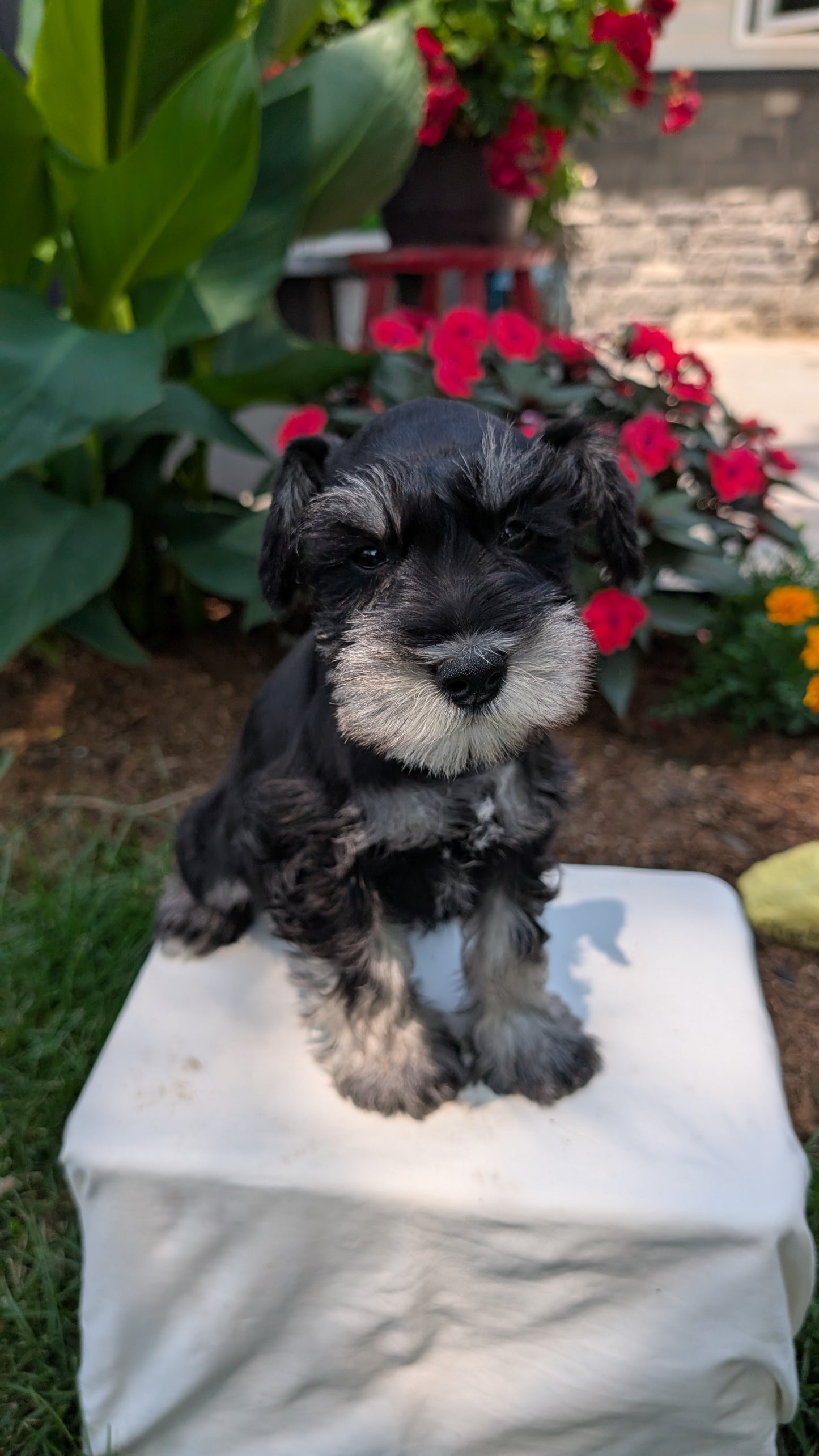 MINI SCHNAUZER (05/29) MALE