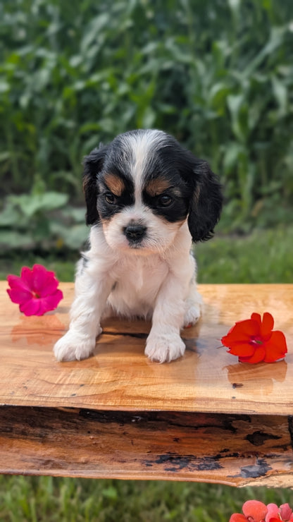 CAVALIER (MAY 30) FEMALES