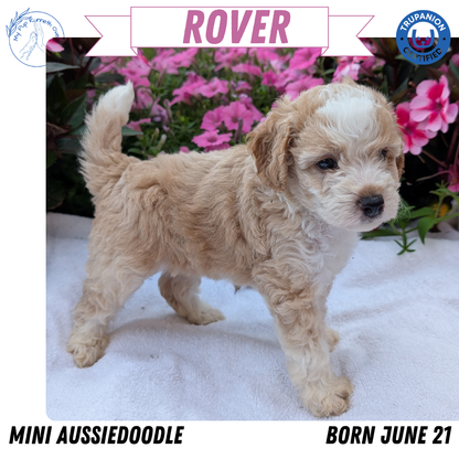 MINI AUSSIEDOODLE (06/21) MALE