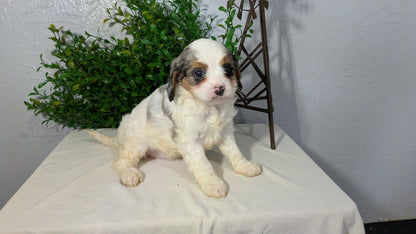 CAVAPOO (02/17) FEMALE