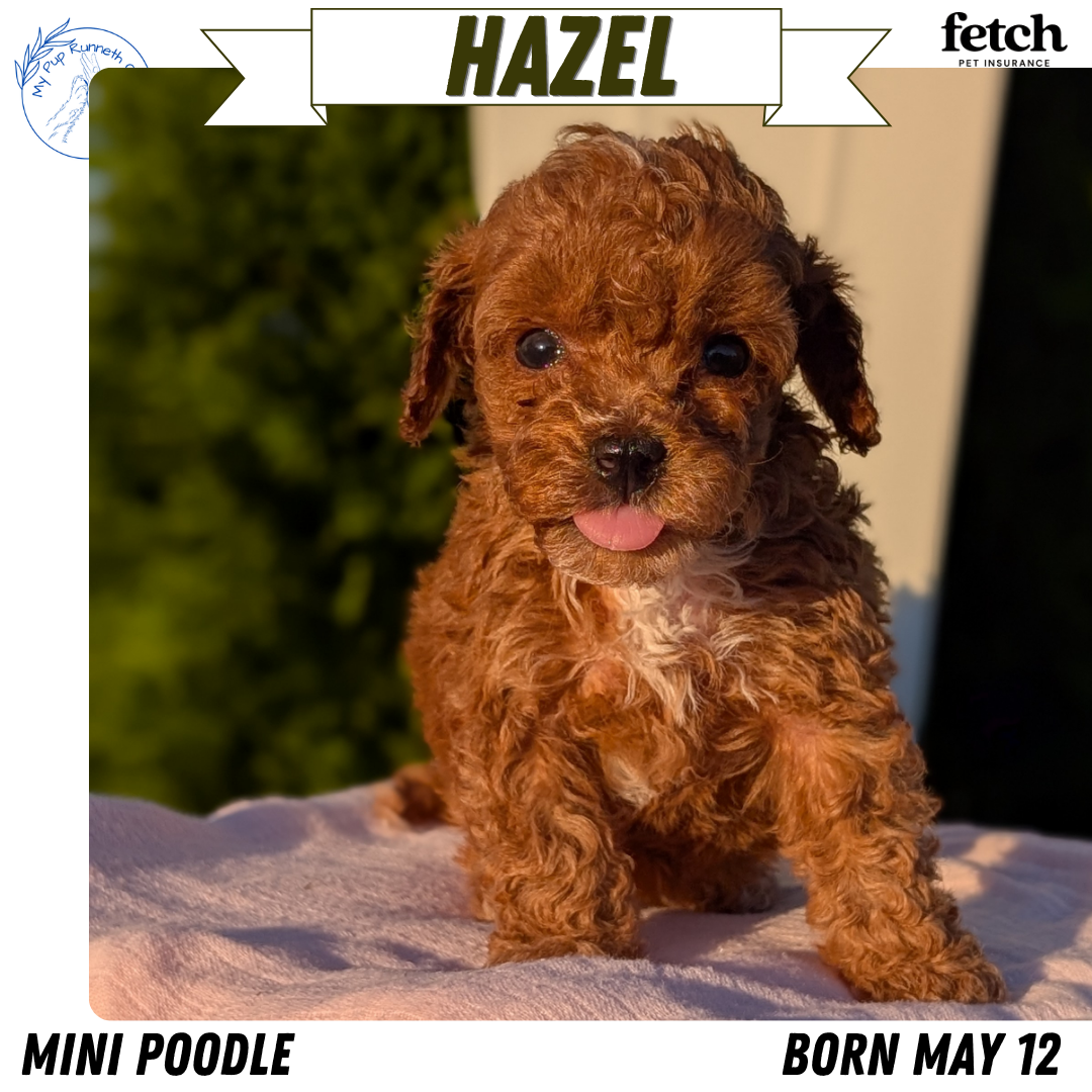 MINI POODLE (MAY 12) FEMALES