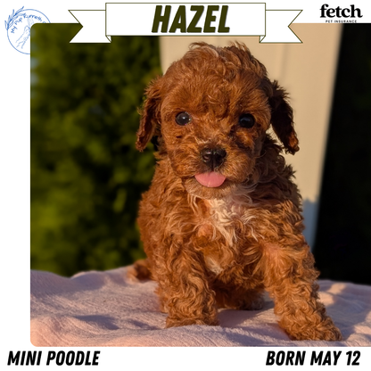 MINI POODLE (MAY 12) FEMALES